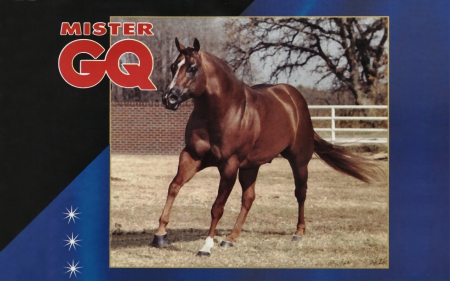 Quarter Horse Stallion 2 - wide screen, horse, equine, photography, animal, photo, stallion, quarter horse