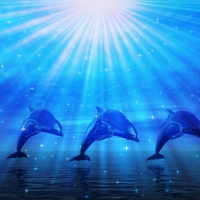 Dolphins