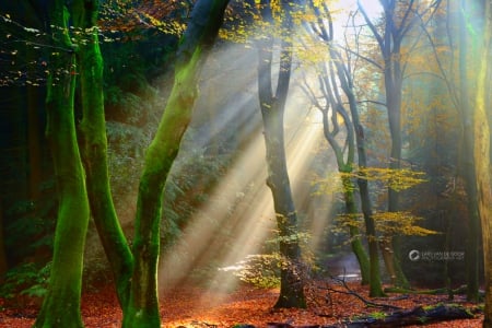 ✫Rays of Hope✫ - sunlight, trees, creative pre-made, beautiful, photography, sunbeam, grass, leaves, stunning, forests, splendid, nature, rays of light, landscapes, plants, rays of hope