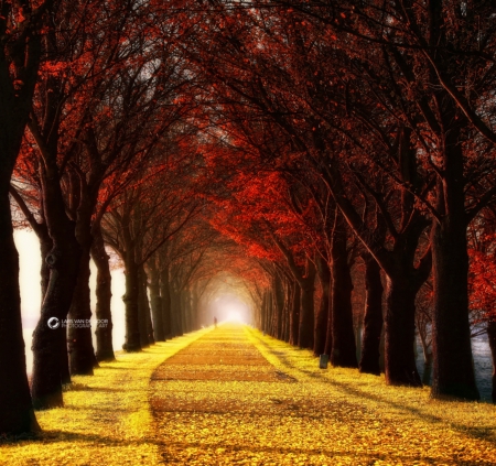 âœ«Amazing Curveâœ« - trees, photography, sidewalk, parks, creative pre-made, amazing, splendid, landscapes, attractions in dreams, light, gardens, stunning, plants, nature, love four seasons, gardens and parks, beautiful, leaves