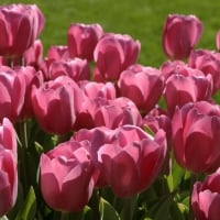 * Pink tulips *