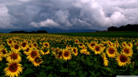 sunflower field n gloomy cloulds - flowers, clouds, sunflower, nature, yellow, fields