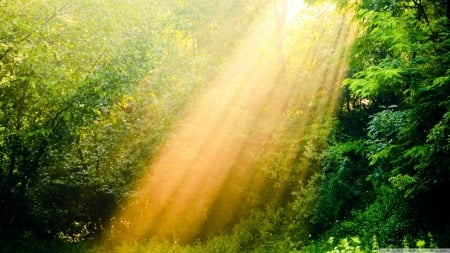 rays of light - sunrays, nature, rays, green, forest