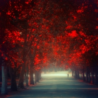 âœ«Red Treesâœ«