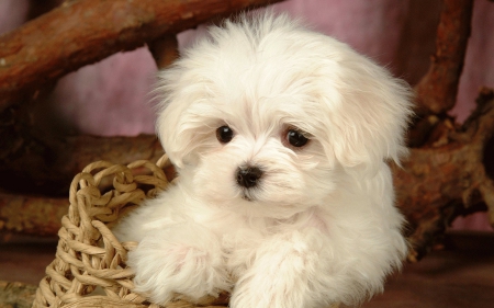 Dog - pretty, beautiful, dog face, puppies, lovely, playful dog, sweet, playful, dogs, cute, face, puppy, animals