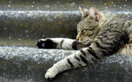 Cat - sleepy, cute, beautiful, cat, sleeping, kitty, cats, hat, cat face, paws, face, animals, pretty, beauty, sweet, kitten, lovely