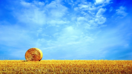 summer field - nature, fields, sky, yellow, summer