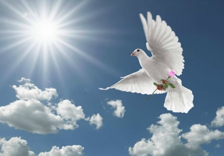 Dove Special Delivery - sunbeams, beauty, sunlight, dove, sun, peace, pink rose, bird, doves, nature, white, pink, flower