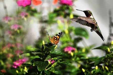 A Birds & Butterfly - nice, butterfly, bids, cute