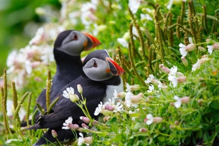 Two Red Bill Birds - bill, two, birds, red