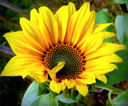 ♥SunFlower♥ - nice, flower, sunflower, nature