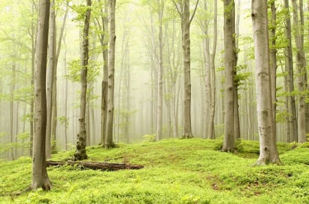 Green FoRest - nature, green, refreshing, forest