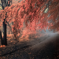 âœ«Tenderness of the Treesâœ«