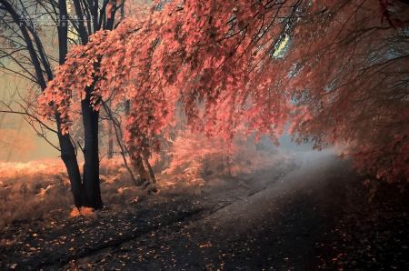 ✫Tenderness of the Trees✫ - trees, amazing, creative pre-made, beautiful, photography, leaves, stunning, wonderful, splendid, nature, surreal, sidewalk, landscapes, plants