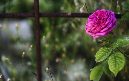 Rose - nature, green, rose, flower