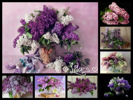 â™¥ Lilacs â™¥ - lilacs, abstract, flowers, collage