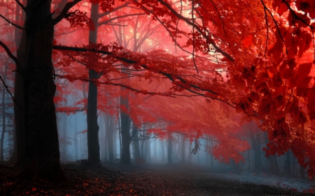 âœ«Red Leaves in Memoriesâœ« - curves, trees, photography, wonderful, creative pre-made, amazing, cool, surreal, landscapes, splendid, forests, stunning, plants, bright, red leaves, nature, beautiful, leaves, colors, memories