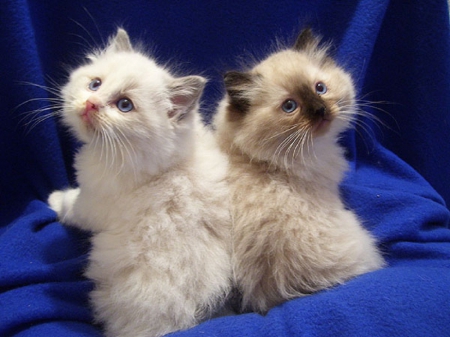 cute kittens