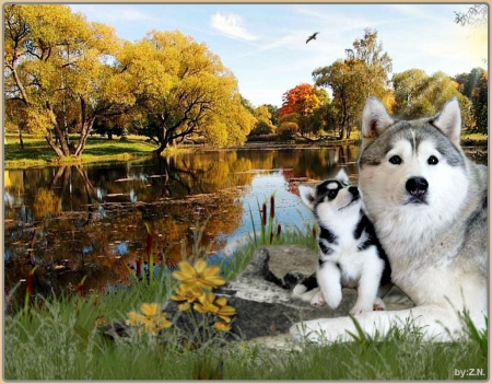 cute dogs............ - river, dogs, sun, sky