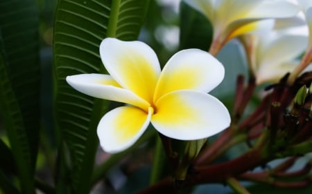 Plumeria - white, flower, plumeria, flowers, nature, green