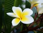 Plumeria