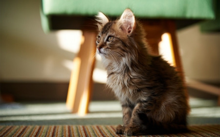 Waiting... - waiting, animal, cute, kitten, cat, green