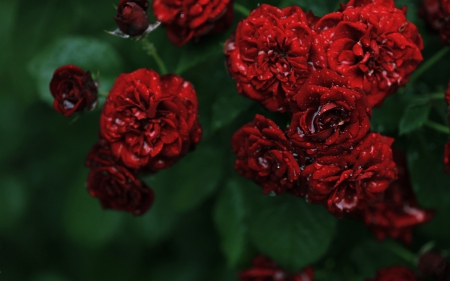 Wet red roses - red, water, wet, green, rose, drops, flower