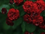 Wet red roses