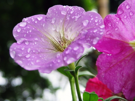 After rain - white, pink, rain, morning glory, water, green, flower, drops