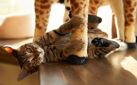 This is my favorite toy - yellow eyes, legs, orange, toy, playing, cat, animal, kitten, giraffe