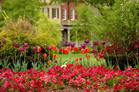 Flowers in front of house