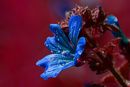 Blue Flower - flowers, flower, nature, blue