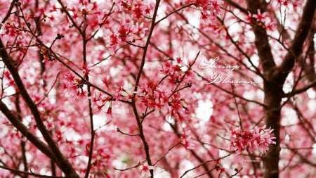 pinkish spring - nature, trees, blossoms, pink, flowers, spring