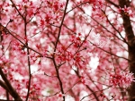 pinkish spring