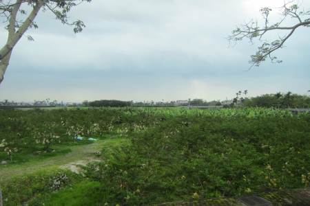 Orchard - fruit, nature, green, Orchard