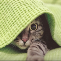 Tabby cat under the blanklet