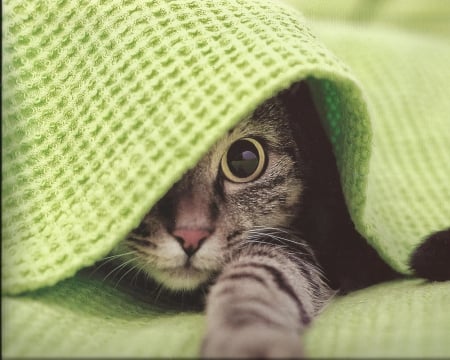 Tabby cat under the blanklet