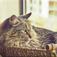 Tabby cat in a basket