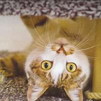 Tabby cat laying on the floor