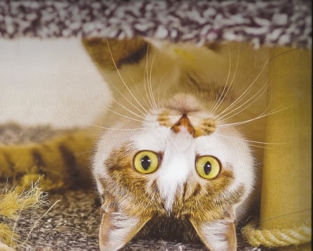 Tabby cat laying on the floor - tabby, paws, cat, cute, floor