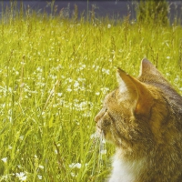 Tabby cat looking over the field