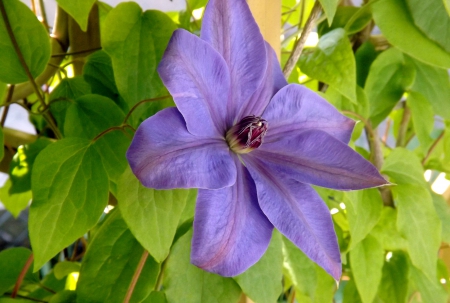 clematis  - leaves, green, purple, flower