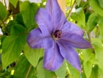 clematis 