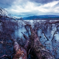 fallen trees in a misty lake