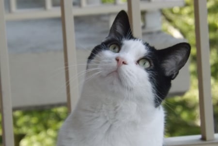 Buddy - black, white, green, buddy, cat