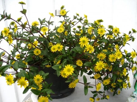 Yellow flowers - yellow, table, summer, flowers, pot