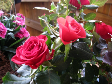 Roses - roses, red, green, summer, leaf, nature-room