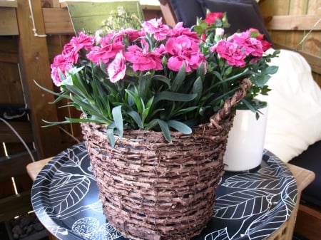 Carnations - carnation, pink, table, green, summer, color, pot, tray