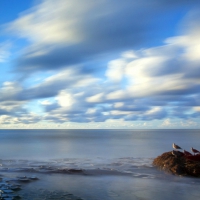 birds perching on a rocky shore in a mist