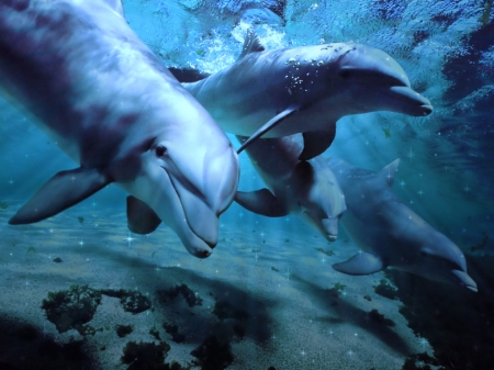 Dolphins - dolphins, nature, beauty, aquatic creatures